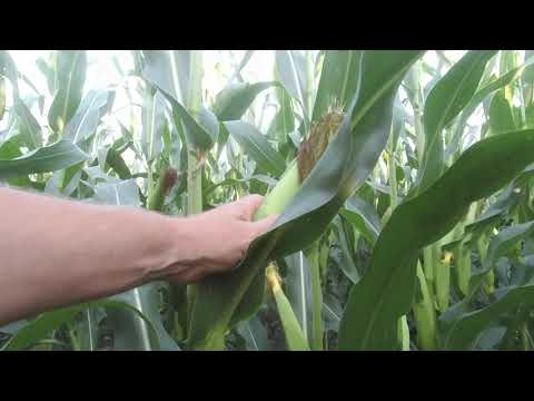 Видео: Кукурудза КВС 23/70