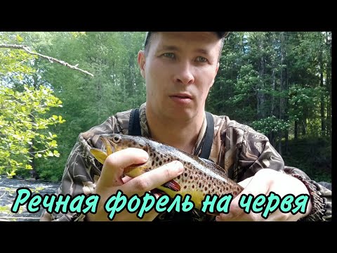 Видео: РЕЧНАЯ ФОРЕЛЬ на поплавочную снасть. РЫБАЛКА НА РЕКЕ.