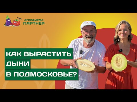 Видео: СЕКРЕТЫ ВЫРАЩИВАНИЯ ВКУСНЫХ ДЫНЬ В ПОДМОСКОВЬЕ