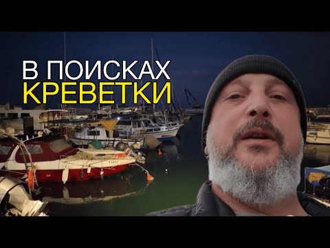 Видео: Яффо в поисках свежих креветок