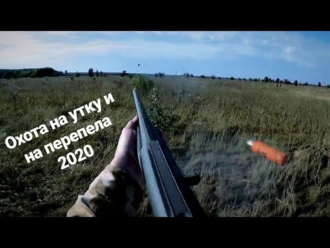 Видео: Охота на утку и на перепела, за одно утро, с Армсан А 612