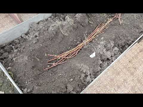 Видео: Как я храню черенки винограда, как сберечь  виноград до весны.
