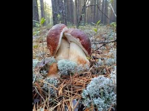 Видео: Алсу - Осенний поцелуй