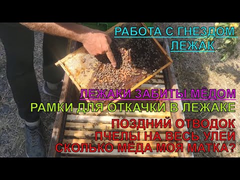 Видео: ЛЕЖАКИ ЗАБИТЫ МЁДОМ рамки ломаются от веса КАКИЕ РАМКИ ДЛЯ ОТКАЧКИ В ЛЕЖАКЕ мой ОТВОДОК В ДЕЛЕ ✅☝️🐝
