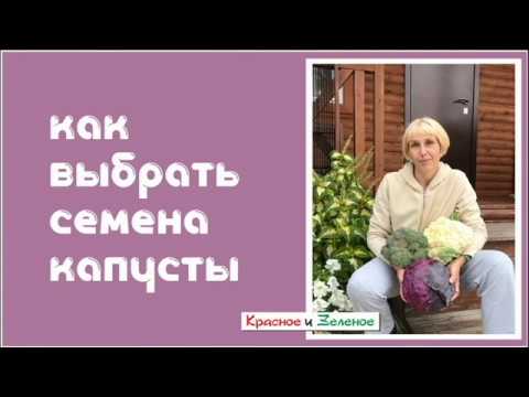Видео: Семена капусты. Как не делать ошибок при покупке.