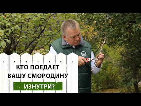 Видео: Как избавиться от СТЕКЛЯННИЦЫ: от обнаружения до ПОБЕДЫ над вредителем