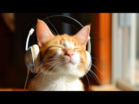 Видео: 12 часов музыки для успокоения кошек: музыка для глубокого сна, снятие стресса, расслабляющая фор...