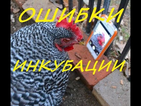 Видео: ошибки инкубации