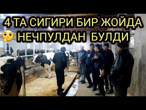 Видео: АРЗОН   БУПТИ  ХАЛИЛБЕК  ГАП  ЙУК,994882353,97734777