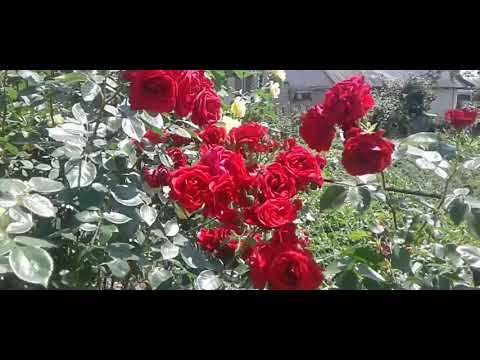 Видео: Красная  плетистая роза  Норита .Red climbing rose Norita .