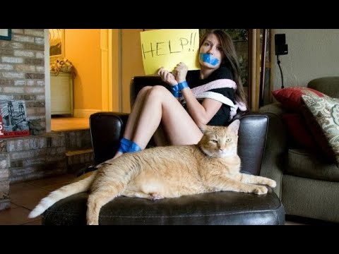 Видео: 😺 Кто в доме главный?! 🐶 Смешное видео с собаками, кошками и котятами! 🐱