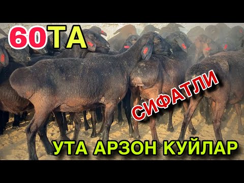Видео: УТА АРЗОН НАРХДА СИФАТЛИ КУЙЛАР! БУГОЗ КУЙЛАР ОЛИНГ МАНА! 