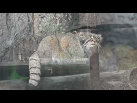 Видео: Манул Тимофей из Московского зоопарка / Manul Timofey from Moscow Zoo