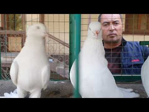 Видео: Андижанский Високо Летные Бойни Голуби
