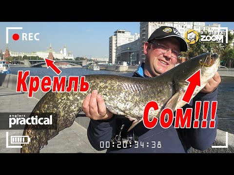 Видео: СОМ!!! Трофей спиннингиста в городе. А.Рыжов. Anglers Practical