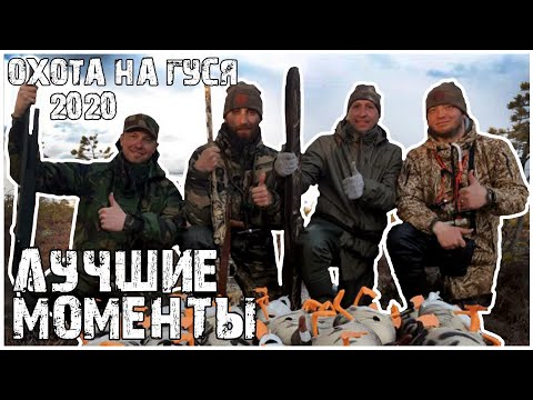 Видео: Охота на гуся 2020 Архангельск.