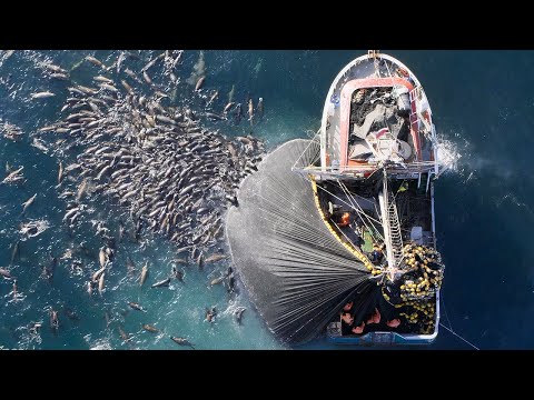 Видео: Эти Животные Вас Потрясут