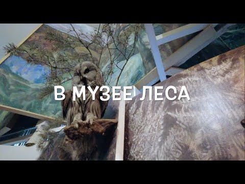 Видео: В музее леса
