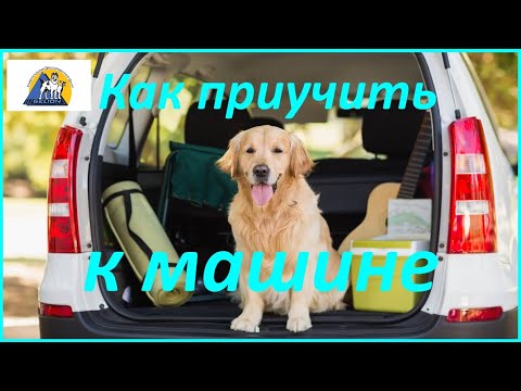 Видео: 285. Как приучить щенка (собаку) ездить в машине. Собака боится машины