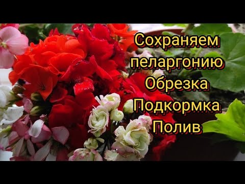 Видео: Пеларгония.Обрезка, подкормка, полив осенью.