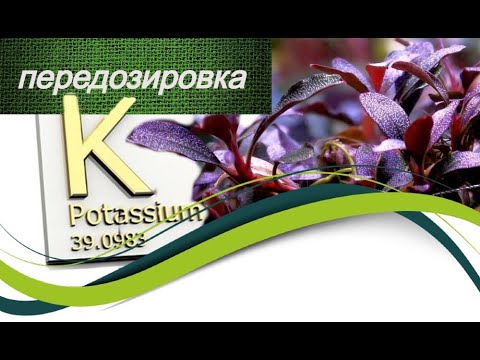 Видео: ПЕРЕДОЗИРОВКА КАЛИЯ В АКВАРИУМЕ