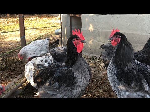 Видео: Кури Джерсійський Гігант 2021