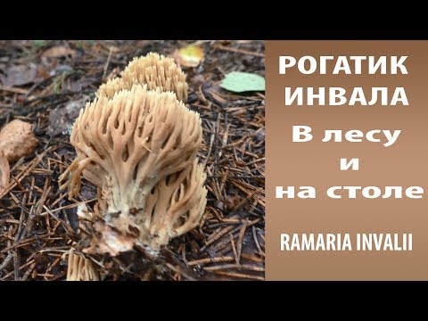 Видео: Рогатик Инвала . В лесу и на столе.