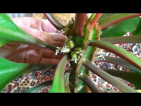 Видео: 🌿Комнатный Молочай Беложилковый.