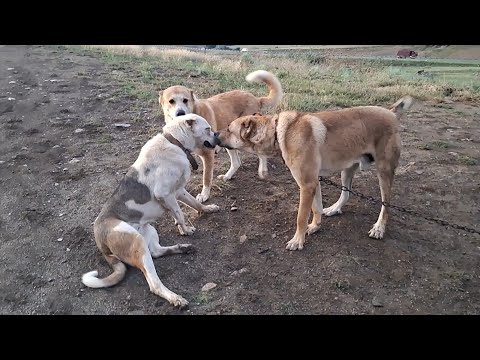 Видео: Барс, Малыш, Катана, Прада - ВСЕ в СБОРЕ!