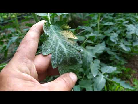 Видео: Любите землю-мать вашу.