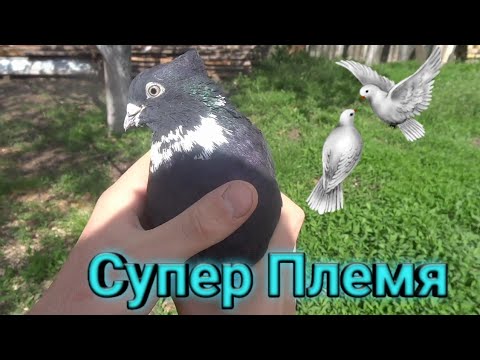 Видео: Голуби на племя// Каких оставил?