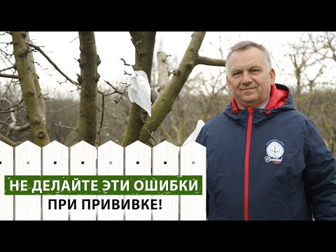 Видео: Прививка плодовых деревьев. Как избежать ошибок?