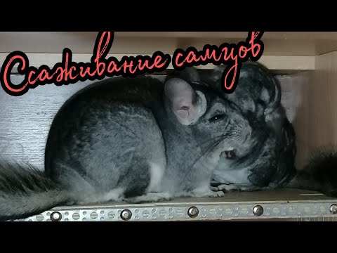 Видео: Ссаживание шиншилл/Однополых(самцы)