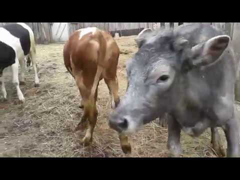 Видео: Какие породы коров я бы держала! Мое мнение!Телки гуляют!