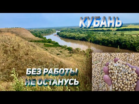 Видео: КАМАЗ на Кубани без работы НЕ останется