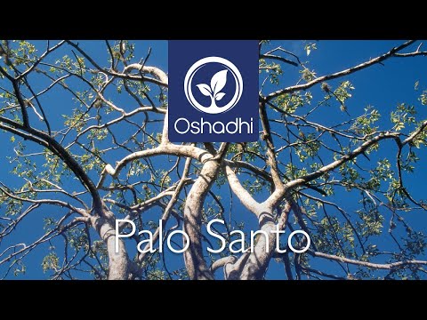 Видео: Palo Santo (Bursera graveolens) | Портрет эфирного масла от доктора Мальте Хоццеля