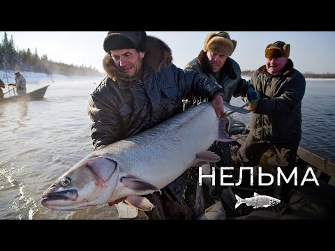 Видео: Нельма: королева белорыбицы | Рыбовое