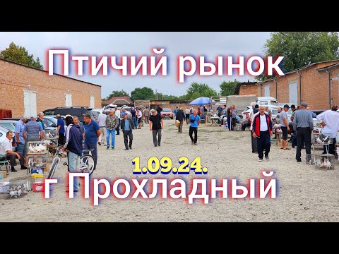 Видео: Голуби цены Птичий рынок г Прохладный