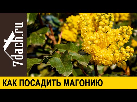 Видео: Что такое магония и как её посадить - 7 дач