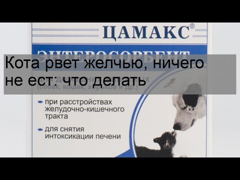 Видео: Кота рвет желчью, ничего не ест: что делать