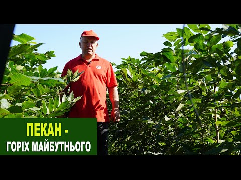 Видео: №188 Пекан: як виглядають дворічні саджанці і чому це найперспективніший вид горіха