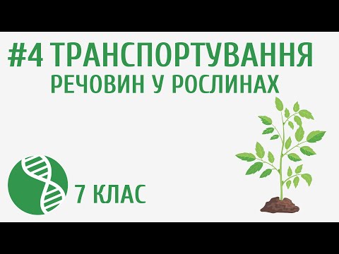 Видео: Транспортування речовин у рослинах #4