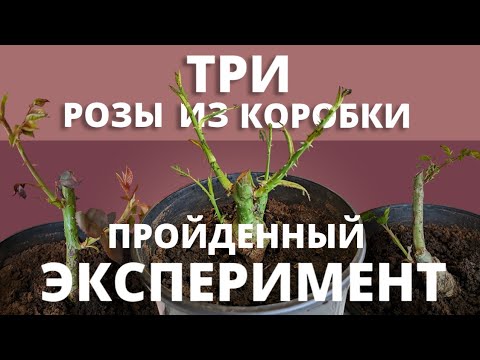 Видео: РОЗЫ ИЗ КОРОБКИ! Как жили, и как умирали. 9 апреля 2024 г.