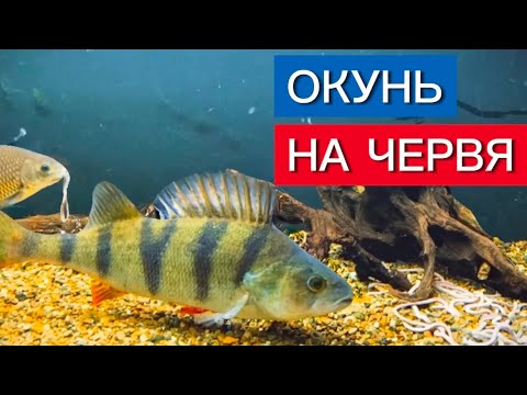 Видео: ОКУНЬ ГОРБАЧ ЕСТ ЧЕРВЕЙ?