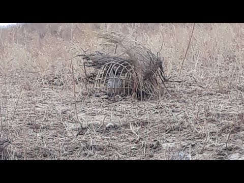 Видео: 27 ОКТЯБР 2025 АНА БАЧА ЧУЧАРА БИН💥👍👍👍👍