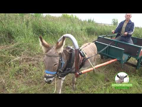 Видео: Ослик помощник.  Забрали накошенную траву
