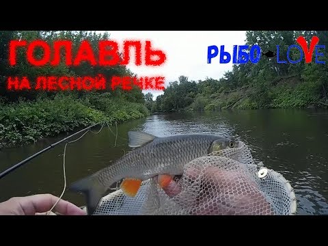 Видео: Голавль на лесной речке