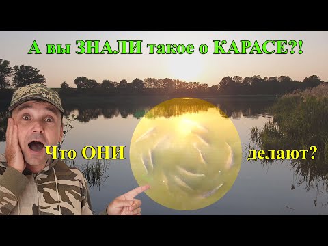 Видео: Рыба сошла с ума?! Игры карпа и хоровод 2-х килограммовых карасей. Рыбалка в конце весны.