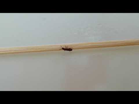 Видео: Паралич и смерть мукоеда!