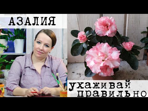 Видео: Комнатное растение Азалия или Рододендрон - уход в домашних условиях.